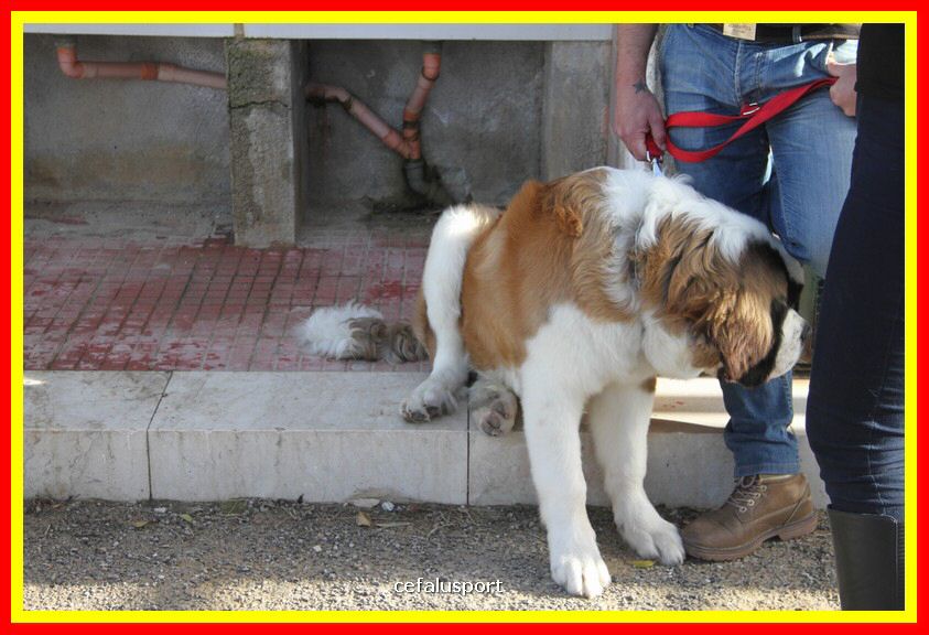 180311 mostra_canina 197.jpg